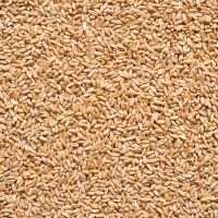 Pšenice špalda 5 kg BIO   COUNTRY LIFE