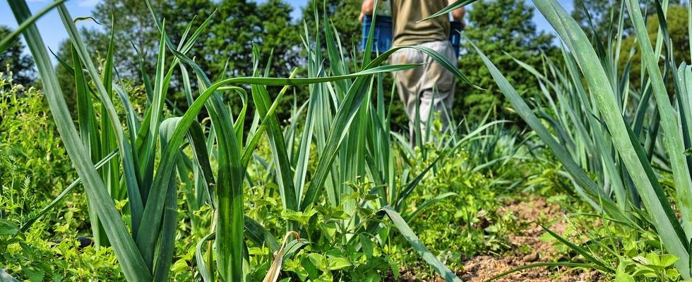 V ekologickém zemědělství se glyfosát nepoužívá. Ani 1 500 dalších běžně užívaných pesticidů.