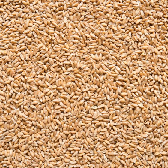 Pšenice špalda BIO vážená (cca 100 g)