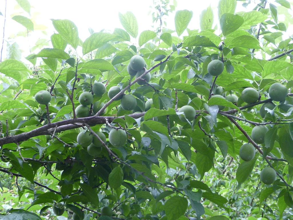 Ume harvest