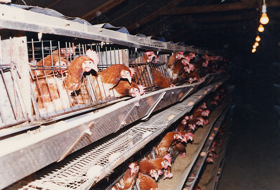 LAYING_HENS_BATTERY01_COPYRIGHT_CIWF
